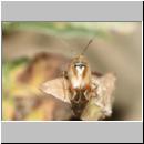 Lygus pratensis - Weichwanze 04.jpg